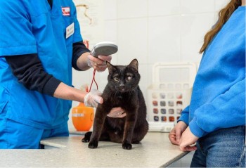 Программа бесплатной стерилизации домашних животных будет продолжена в Нижнем Новгороде